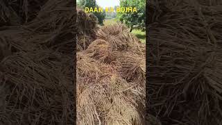 Daan ka bojha bhojpuri dance song music automobile bhimpura bhojpurimusic farming bhimpur [upl. by Kamin]