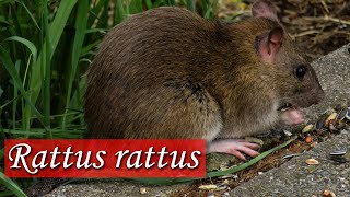 Rattus rattus  Especie invasora [upl. by Matty]