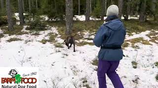 Bergslagen Dog’s Academy Spårträning [upl. by Yennor123]