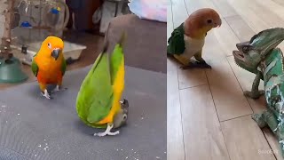 Lizard Attack Parrot 😱  Funny Parrot 🦜 [upl. by Anatak]