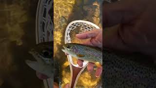 St vrain Lyons Colorado fishingvideos [upl. by Dryfoos701]