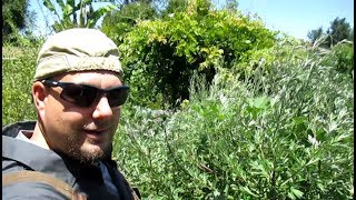 10 Reasons To Grow Mugwort In Your Garden  Artemisia vulgaris [upl. by Enahsal261]