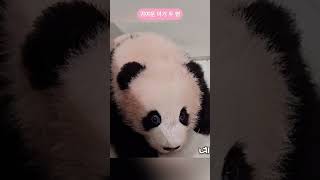 푸바오 everland funny huibao 福宝 aibao 에버랜드 아이바오 cute fubao [upl. by Pallaton997]