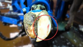 Draining a cows BUBBLING hoof abscess [upl. by Ylreveb]