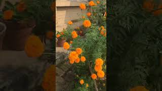 Flowerflowers flower music explore satisfying vlog nature festival Countrysidek [upl. by Sandro]