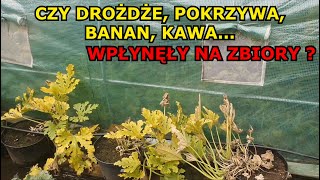 Usuwam Cukinie nawożone DROŻDŻAMI POKRZYWĄ KAWĄ BANANEM TRAWĄ JAJKAMI POPIOŁEM  Pomidory rosną [upl. by Nylorahs]