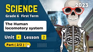 Grade 6  SCIENCE  Unit 4  Lesson 2  Part 12  The Human locomotory system [upl. by Anitsirhcairam808]