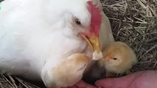 Mother Hen Teaches 1 Hour Old Chicken How to Eat  Cute Farm Animals [upl. by Duky76]