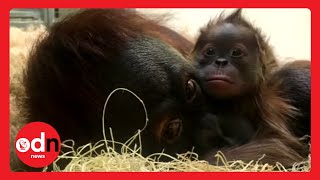 Baby Orangutan Meets Mother For The First Time in Heartwarming Video [upl. by Llewsor]