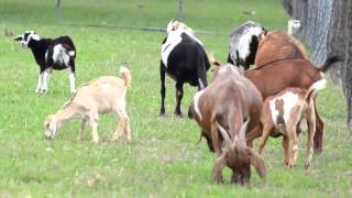 On The Farm  Educational Video by abcteach [upl. by Vorfeld]