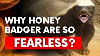 Why Honey Badger are sO FEARLESS [upl. by Anaejer]