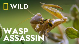 Praying Mantis Vs Wasp  Wild Europe  National Geographic Wild [upl. by Gimpel]