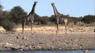 Namutoni Waterhole Etosha [upl. by Akila]