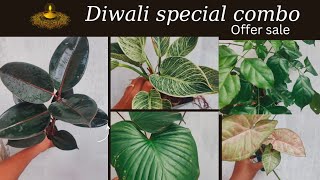 diwali special offer saleindoor plants combo [upl. by Tigram]