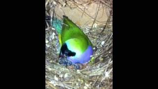 Gouldian finches breeding in a colony [upl. by Ymor]