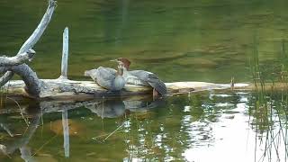 Merganser ducks at Jordan Pond Acadia National Park Maine [upl. by Heppman972]