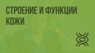 Строение и функции кожи Видеоурок по биологии 8 класс [upl. by Hembree]