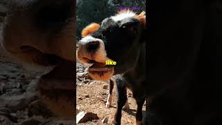 Why Do Cows Have 4 Stomachs 🐄  MindBlowing Fact facts shorts [upl. by Derwon]