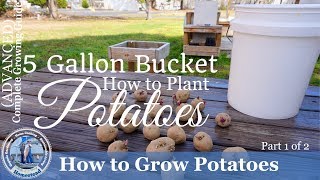 How to Grow Potatoes in a 5 Gallon Bucket Part 1 of 2 [upl. by Jegger]