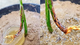 A new way of grafting mango trees in water has surprising results [upl. by Coonan839]