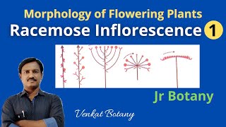 Racemose Inflorescence 1  Morphology of flowering Plants  Jr Botany [upl. by Farrison616]