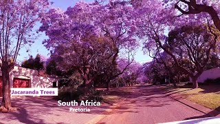 Jacaranda Flower Pretoria  Wonders of South Africa [upl. by Yeliak]