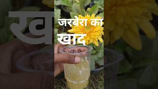 Gerbera plant flower fertilizergardening video [upl. by Anahsed]