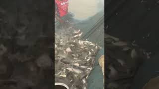 fishingvideo fishing villagefish seafood fishermanvillage villagefishinglife fish [upl. by Arihsaj]