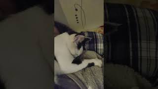 ronronne cat pourtoi catlover shortvideo shorts viralvideo video [upl. by Earahs]