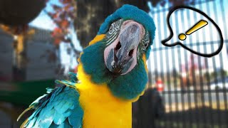 Teaching My Macaw to Say Lots of Words HIS VOICE THOUGH [upl. by Blane518]