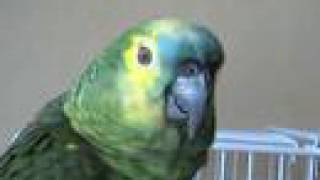 Blue fronted amazon parrot talking [upl. by Eerhs]