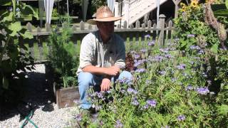 Phacelia tanacetifolia for organic gardening [upl. by Chaworth]