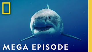 Worlds Most Dangerous Sharks MEGA EPISODE  Top 5 Full Episodes  Sharkfest [upl. by Foy]