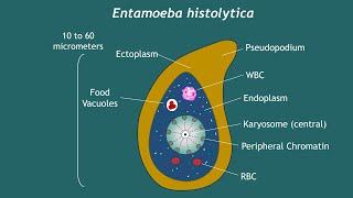 Entamoeba histolytica Notes  Basic Science Series [upl. by Aida859]