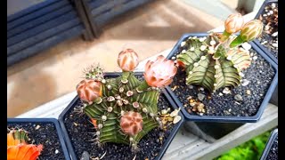 Sharing the flower buds of my variegated gymnocalycium and astro [upl. by Ldnek]