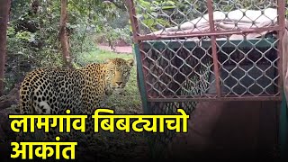 Forest Dept Installs Cage as Leopard Terrorizes LamgaonBicholim  Goa365 TV [upl. by Analiese]