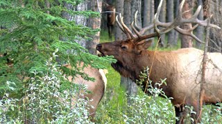 Active Elk Bull Bugling and Courting [upl. by Dav]