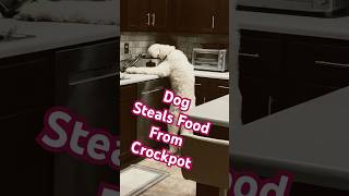 Sneaky Dog Steals Dinner from Crockpot 💥🍽 [upl. by Edivad]