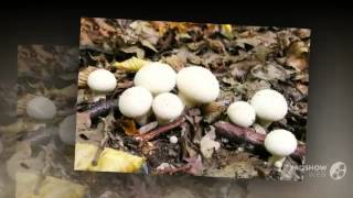 Lycoperdon gemmatum  fungi kingdom [upl. by Jemy681]