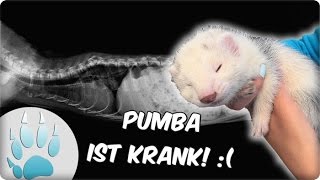 Pumba ist Krank   Frettchen ist Krank  Die Krankheit von Pumba  Sazus Fellnasen [upl. by Elak574]