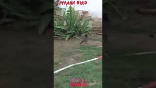 crested myna bird talking  Myna Bird  Myna bird trap easy  How to Trap Mynah Bird shorts [upl. by Auhsej]