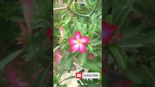 Garden tour ep5 plantcollection decorflowers gardening garden flowers cute indiaviralreels [upl. by Haisoj81]