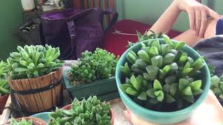 Haworthia Coming Out Of Dormancy [upl. by Johansen]