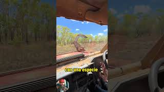 Así es como atrapan toros en Australia muy inusual trucks trailers camioneros camiones camion [upl. by Helban212]