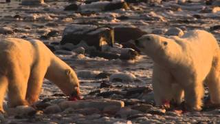 How Do Polar Bears Use Blubber [upl. by Mackey]