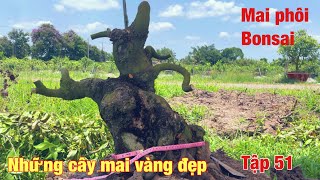 Những cây mai vàng đẹp tập 51  mai vàng bonsai  ngày 942024 [upl. by Attenyl614]