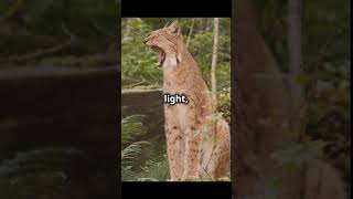 The RustySpotted Cat facts wildlife cat cuteanimals animals nature [upl. by Andras528]