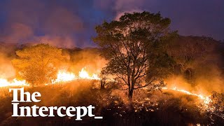 Fires Turn Brazil’s Tropical Wetlands Into Wildlife Death Traps [upl. by Anna985]