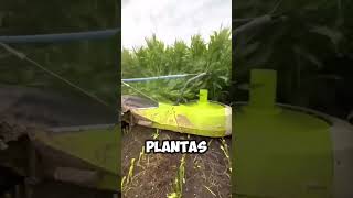 ¿Qué Hace Esta Gigante Picadora en el Campo 🚜🌽 shorts [upl. by Podvin]