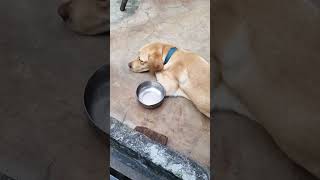 😑mummy ab mujhe pyar nahi kartiheart break 💔viral dogs [upl. by Akeinahs59]